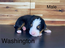 Load image into Gallery viewer, Washington (ADOPTED)

