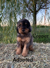 Load image into Gallery viewer, Copper (Adopted)
