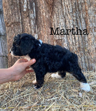 Load image into Gallery viewer, Martha f1b Mini bernedoodle
