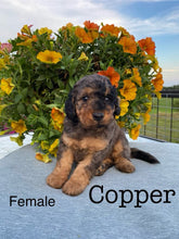 Load image into Gallery viewer, Copper (Adopted)
