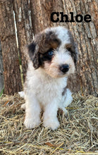 Load image into Gallery viewer, Chloe F1b mini Bernedoodle  Female
