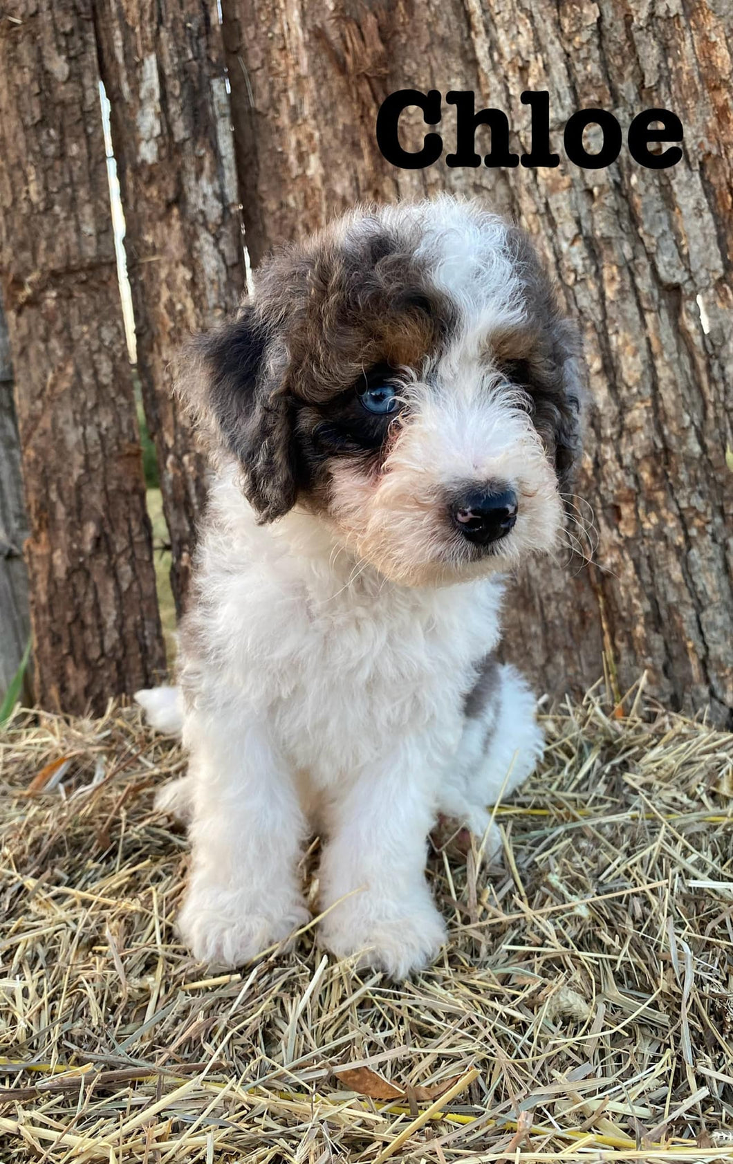 Chloe F1b mini Bernedoodle  Female