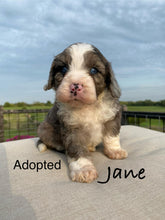 Load image into Gallery viewer, Jane F1b mini bernedoodle (Adopted)
