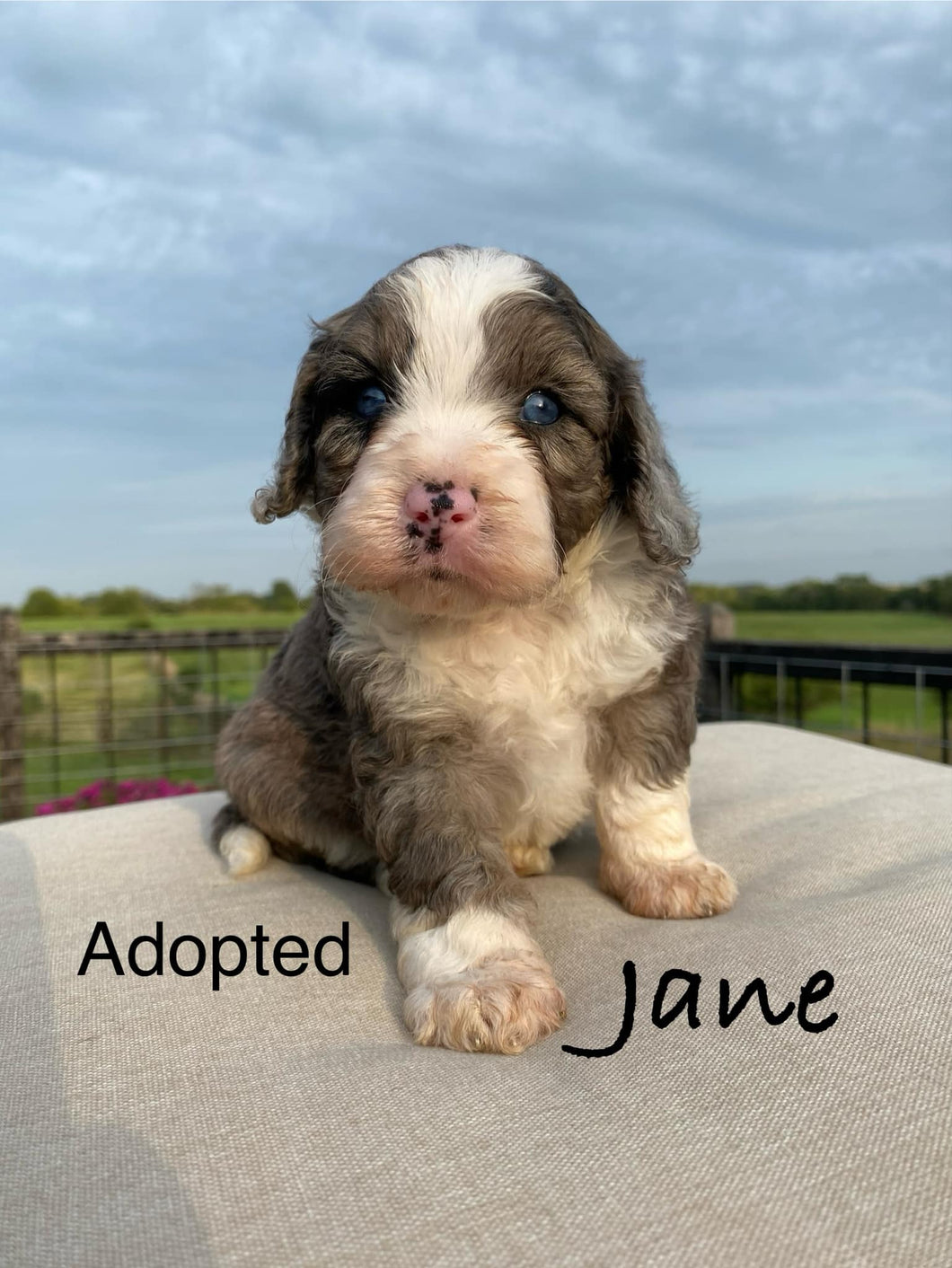 Jane F1b mini bernedoodle (Adopted)