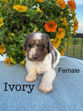 Load image into Gallery viewer, Ivory F1b Mini Bernedoodle Female
