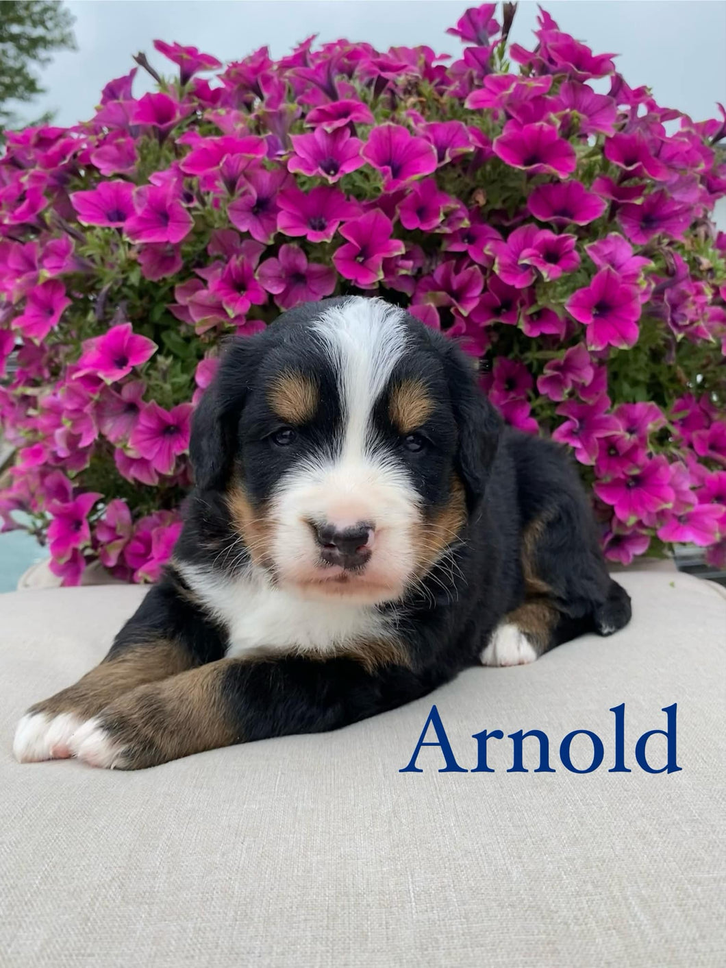 Arnold AKC Bernese Mountain Dog