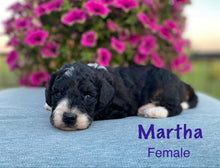 Load image into Gallery viewer, Martha f1b Mini bernedoodle
