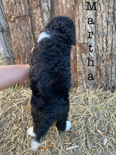 Load image into Gallery viewer, Martha f1b Mini bernedoodle
