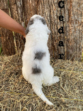 Load image into Gallery viewer, Cedar F1b Mini Bernedoodle male
