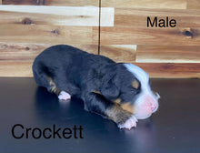 Load image into Gallery viewer, Crockett (ADOPTED)

