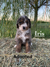 Load image into Gallery viewer, Iris (Adopted)
