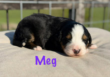 Load image into Gallery viewer, Meg
