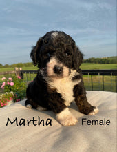 Load image into Gallery viewer, Martha f1b Mini bernedoodle
