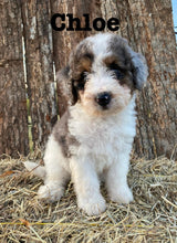 Load image into Gallery viewer, Chloe F1b mini Bernedoodle  Female
