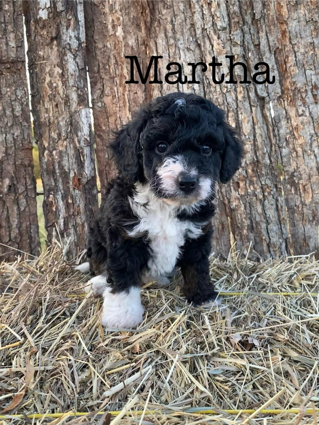 Martha f1b Mini bernedoodle