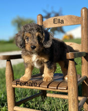 Load image into Gallery viewer, Ella (ADOPTED)
