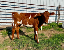 Load image into Gallery viewer, Audrey- Milking shorthorn heifer
