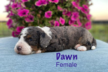 Load image into Gallery viewer, Dawn F1b Mini Bernedoodle (Adopted)
