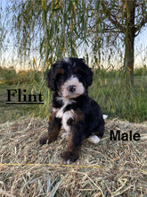 Load image into Gallery viewer, Flint F1b Mini Bernedoodle (Adopted)
