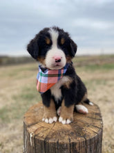 Load image into Gallery viewer, Roosevelt (Adopted)
