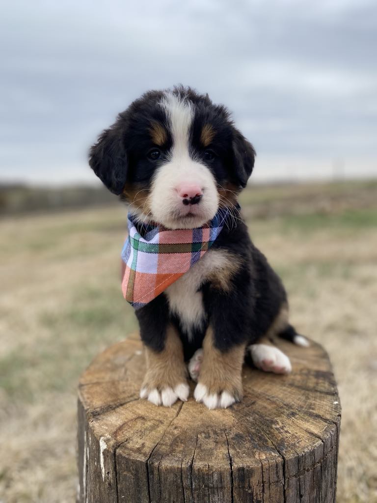 Roosevelt (Adopted)